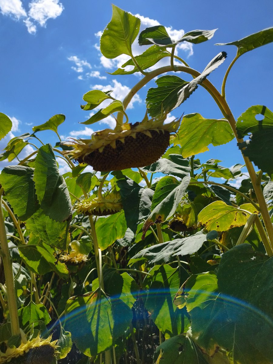 AgroportalBG's tweet photo. #CropTour Day 2

🌽 Mixed picture in North Central region. Corn is faring better moving to the west, where precipitation was better. 

🌻 Sunflowers are in great condition here as well. We saw some crops close to 3 meters high with huge seeds and disks.

#agroportal https://t.co/kg1SwRVw48
