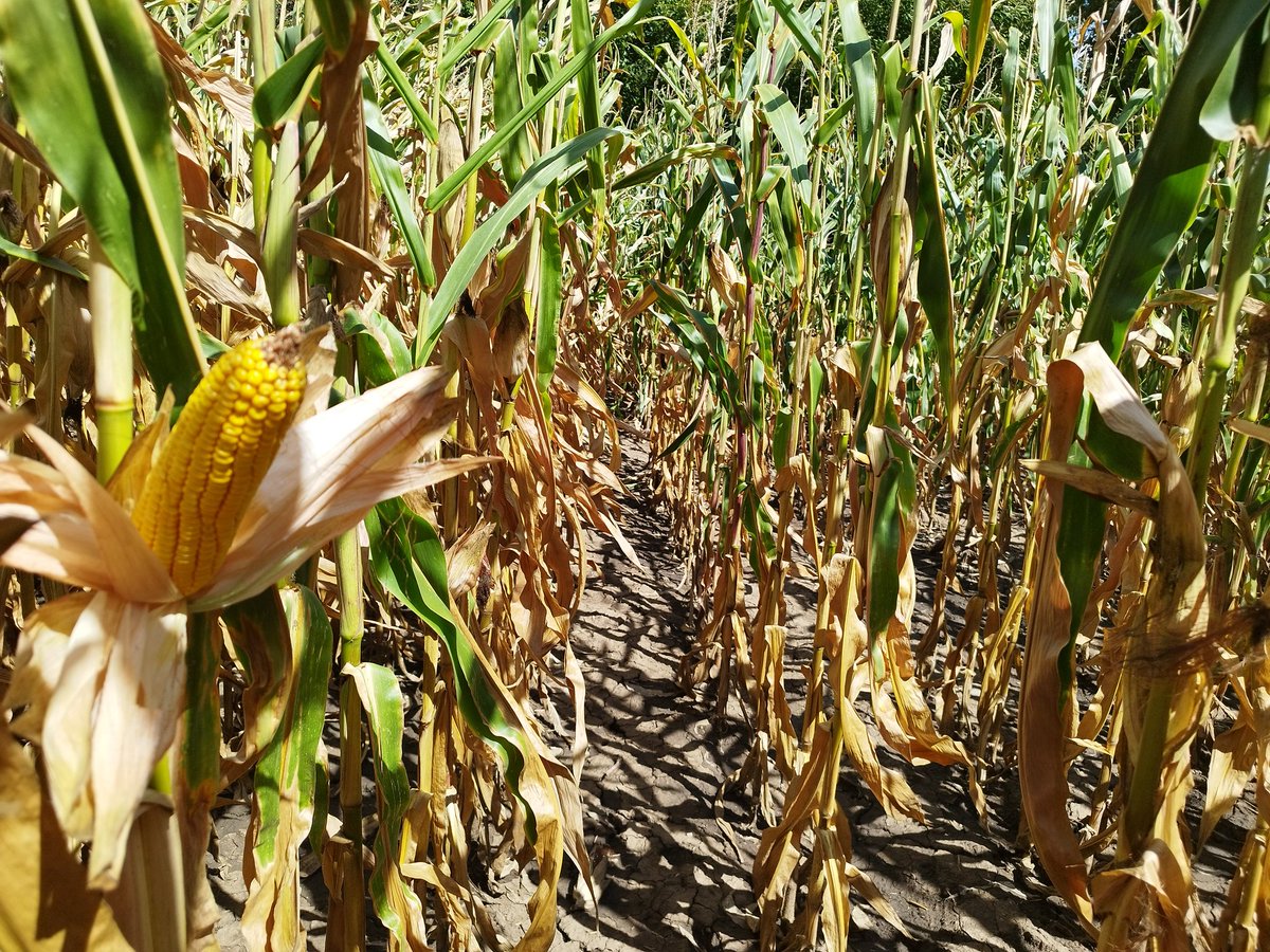 AgroportalBG's tweet photo. #CropTour Day 2

🌽 Mixed picture in North Central region. Corn is faring better moving to the west, where precipitation was better. 

🌻 Sunflowers are in great condition here as well. We saw some crops close to 3 meters high with huge seeds and disks.

#agroportal https://t.co/kg1SwRVw48