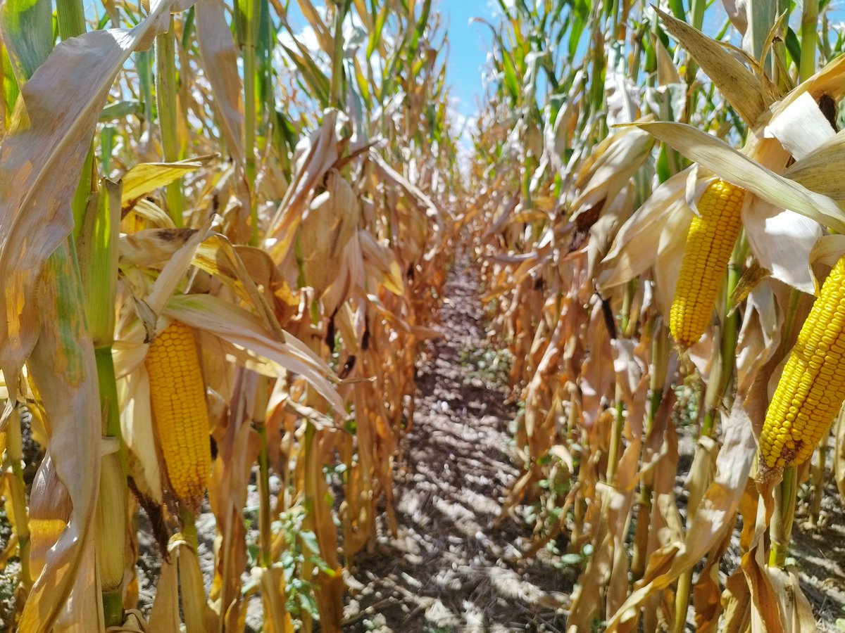 AgroportalBG's tweet photo. #CropTour Day 2

🌽 Mixed picture in North Central region. Corn is faring better moving to the west, where precipitation was better. 

🌻 Sunflowers are in great condition here as well. We saw some crops close to 3 meters high with huge seeds and disks.

#agroportal https://t.co/kg1SwRVw48