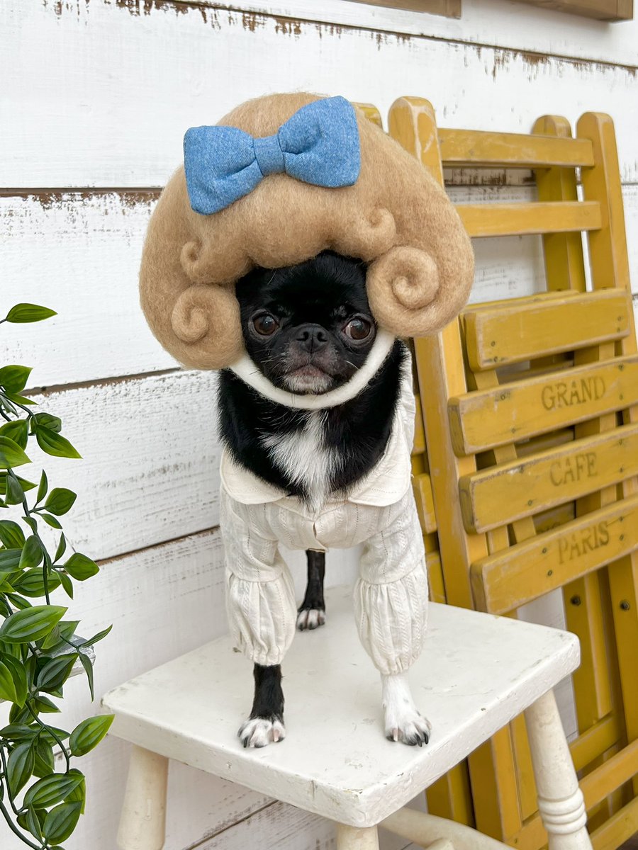 luchaco13's tweet photo. 60年代風のかぶりものが
たまらなく可愛い♡

A dog that traveled back in time to the 60's！ https://t.co/JTeAXc5VtO
