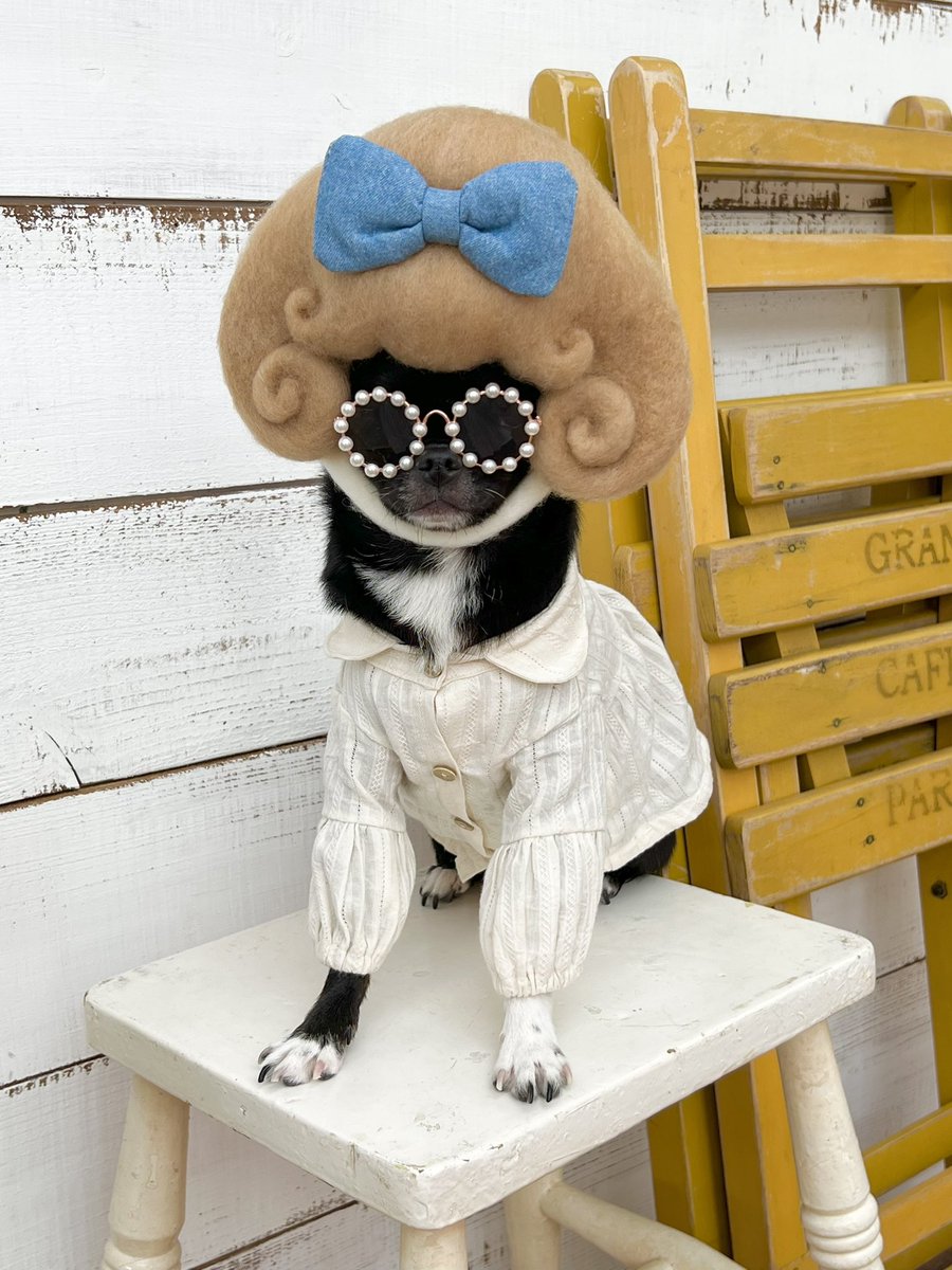 luchaco13's tweet photo. 60年代風のかぶりものが
たまらなく可愛い♡

A dog that traveled back in time to the 60's！ https://t.co/JTeAXc5VtO