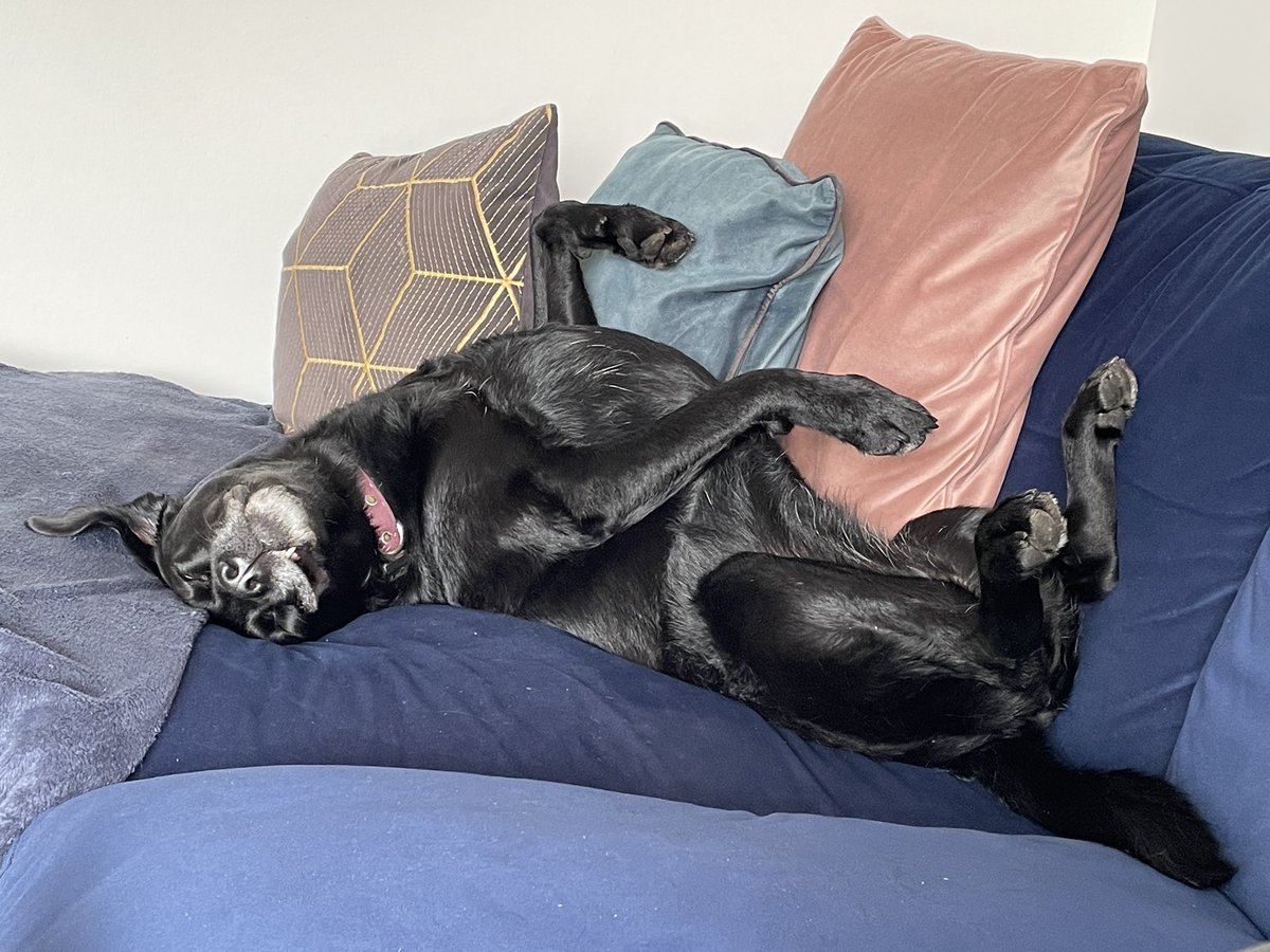 I’m trying to find motivation to do our VAT return and this is what’s going on at the other end of my sofa. Ridiculous