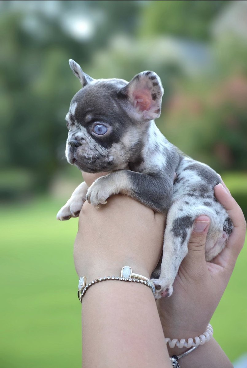 VerronHaynes's tweet photo. Chocolate Tri Merle Boy 
 8 weeks 
Will be ready in 1 week 
Show stopper 💯 https://t.co/EbhGXIgzPr