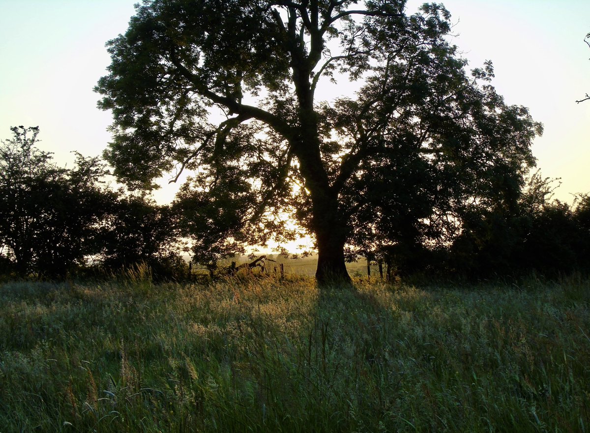 We have a few places left for tomorrow's guided walk at Gibbets nature reserve with expert ecologist Neil. Watch bit.ly/Gibbets-film and book your ticket to see it in person bit.ly/3OmNEQj It's a magical place, especially in the dying light of a summer's evening.