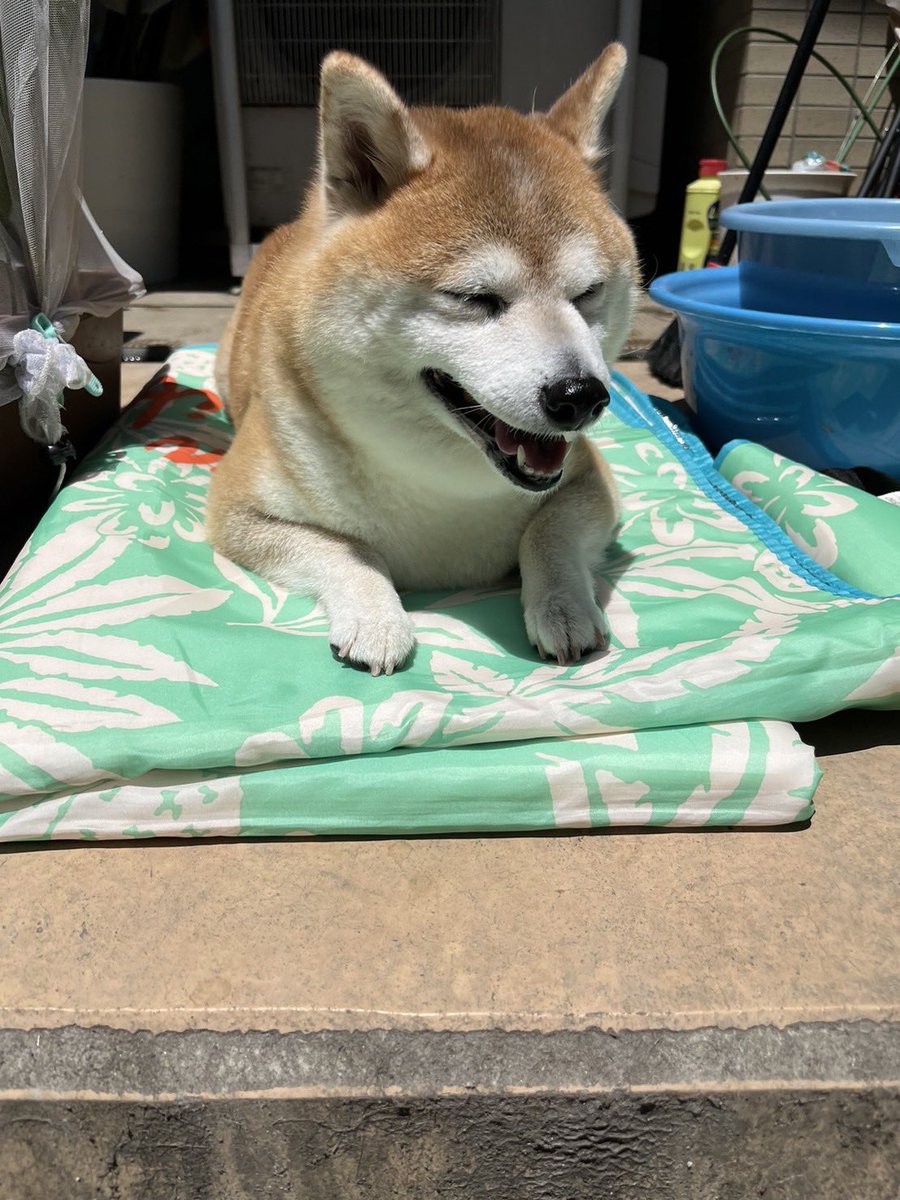 cha_kosan's tweet photo. 日向ぼっこちゃーさん可愛すぎる

気持ちよさそう☺️ https://t.co/nVOYINRmh3