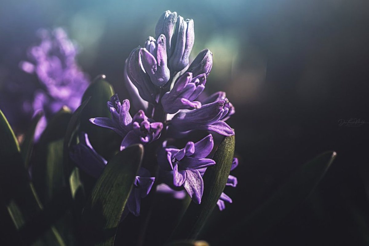 When the spring light peeks into the garden...

#sunlight #manuallens #spring #garden #flowers #plant #naturephotography