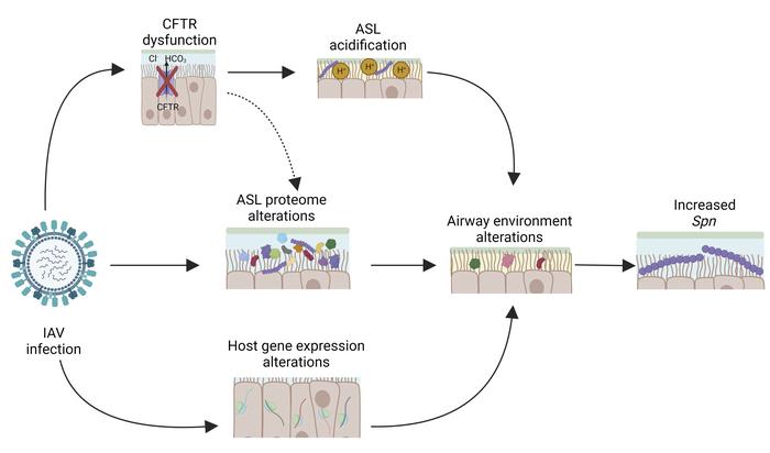 JCI insight (@jci_insight) on Twitter photo Influenza A–induced cystic fibrosis transmembrane conductance regulator dysfunction increases susceptibility to Streptococcus pneumoniae: buff.ly/3Yjmm2j
<a href="/kharrodscience/">Kevin Harrod</a> <a href="/uabmedicine/">UAB Medicine</a>
#InfectiousDisease #Virology Influenza A–induced cystic fibrosis transmembrane conductance regulator dysfunction increases susceptibility to Streptococcus pneumoniae: buff.ly/3Yjmm2j
<a href="/kharrodscience/">Kevin Harrod</a> <a href="/uabmedicine/">UAB Medicine</a>
#InfectiousDisease #Virology