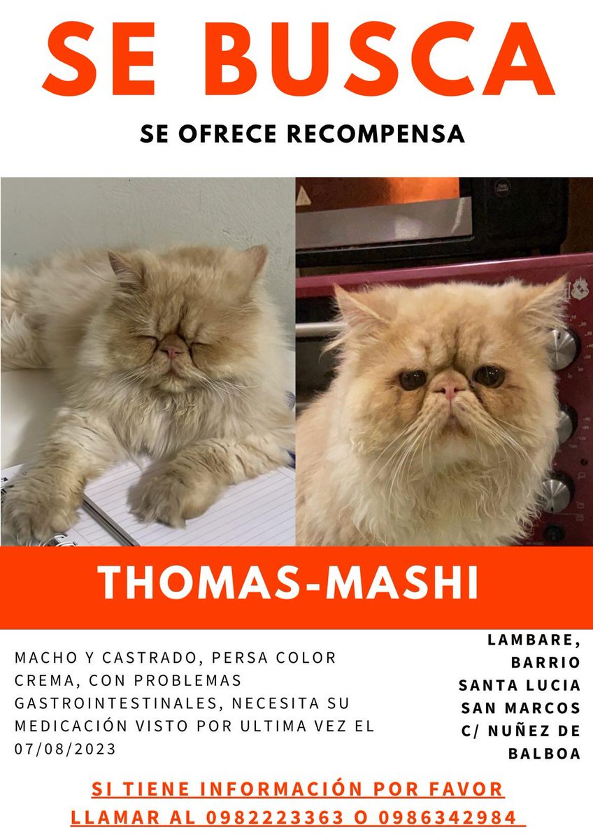 koalandeMichi's tweet photo. Buscamos a Thomas RT 👇🏻🙏🏻🥺 https://t.co/jMmuDaqxO4