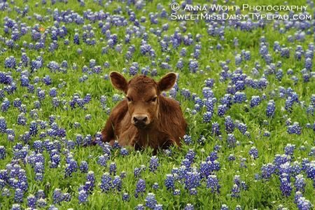 cowsjpg🐄 (@cowsjpg) on Twitter photo 