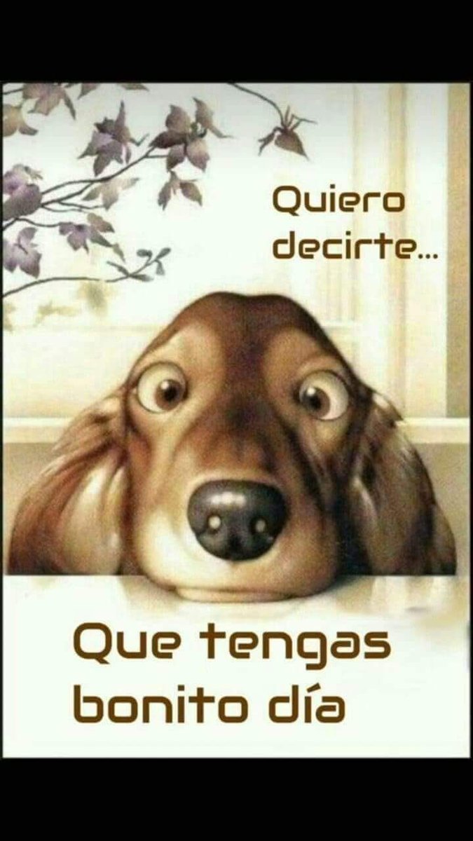 detoditoconliz's tweet photo. #amigo #martes #peluditos #adopcionresponsable #mejoramigo #lupe #dtoditoconliz #dtoditoconlizz #tiktok https://t.co/nZDLpzugHM