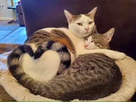 ShouldHaveCat's tweet photo. https://t.co/Du7vDWLJYU
