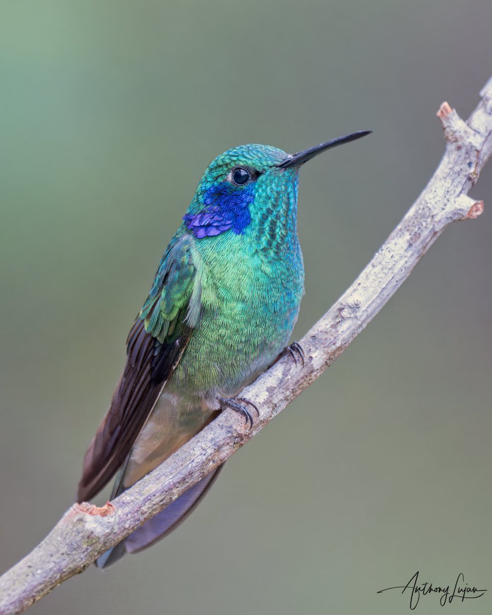anthonylujan's tweet photo. A South American common resident. Easily mistaken for its Colibri brothers the Mexican and Sparkling Violetears. 
Lesser Violetear
Colibri cyanotus
Status - Least Concern
Sony A1 - Sony 600mm
#ALhummingbirdperched

#lesservioletear #violetear #hummingbird #colibrí #beijaflor  ... https://t.co/GbjNg8naIG