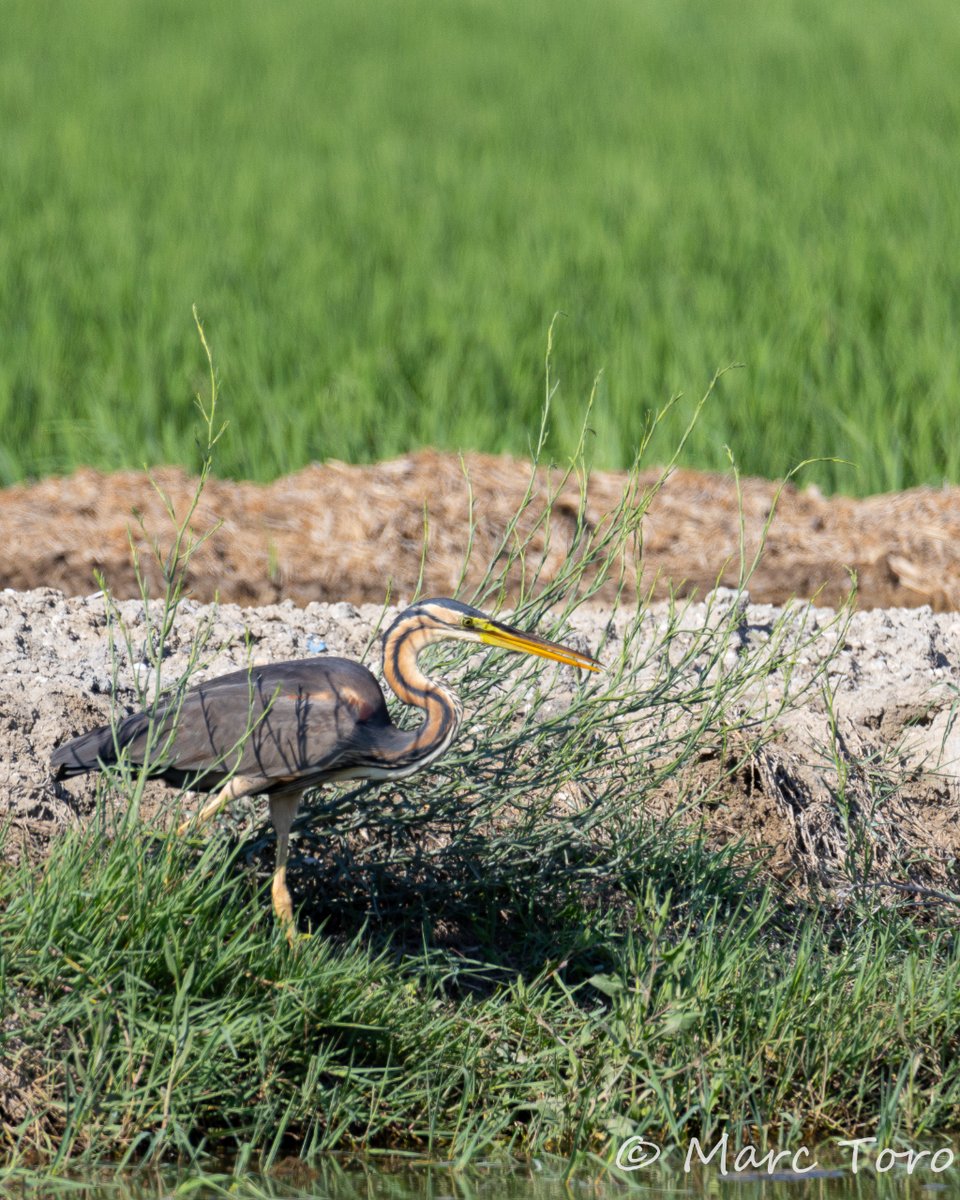 Agró roig - Garza imperial - Purple Heron (Ardea purpurea)🦢

#agroroig #garzaimperial #purpleheron #ardeapurpurea #nature #birdsphotography #xarxadeparcsnaturals #CasanovaFoto #aefona #CanonEspaña #LiveForTheStory #TuFotoNatGeo #CanonR6Markll