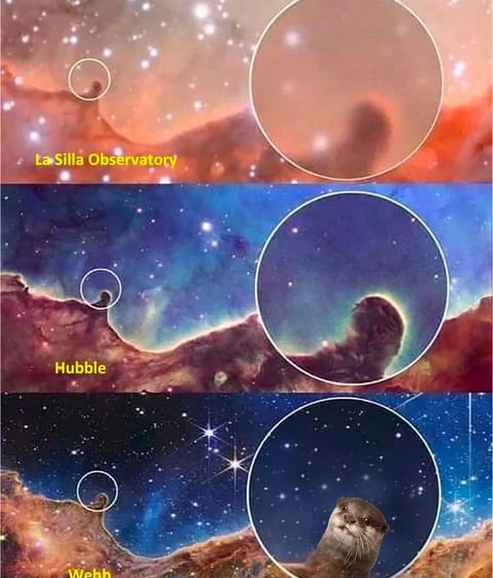 In_Otter_News2's tweet photo. Significant discovery in otter space!!! https://t.co/PX2hmDnStf
