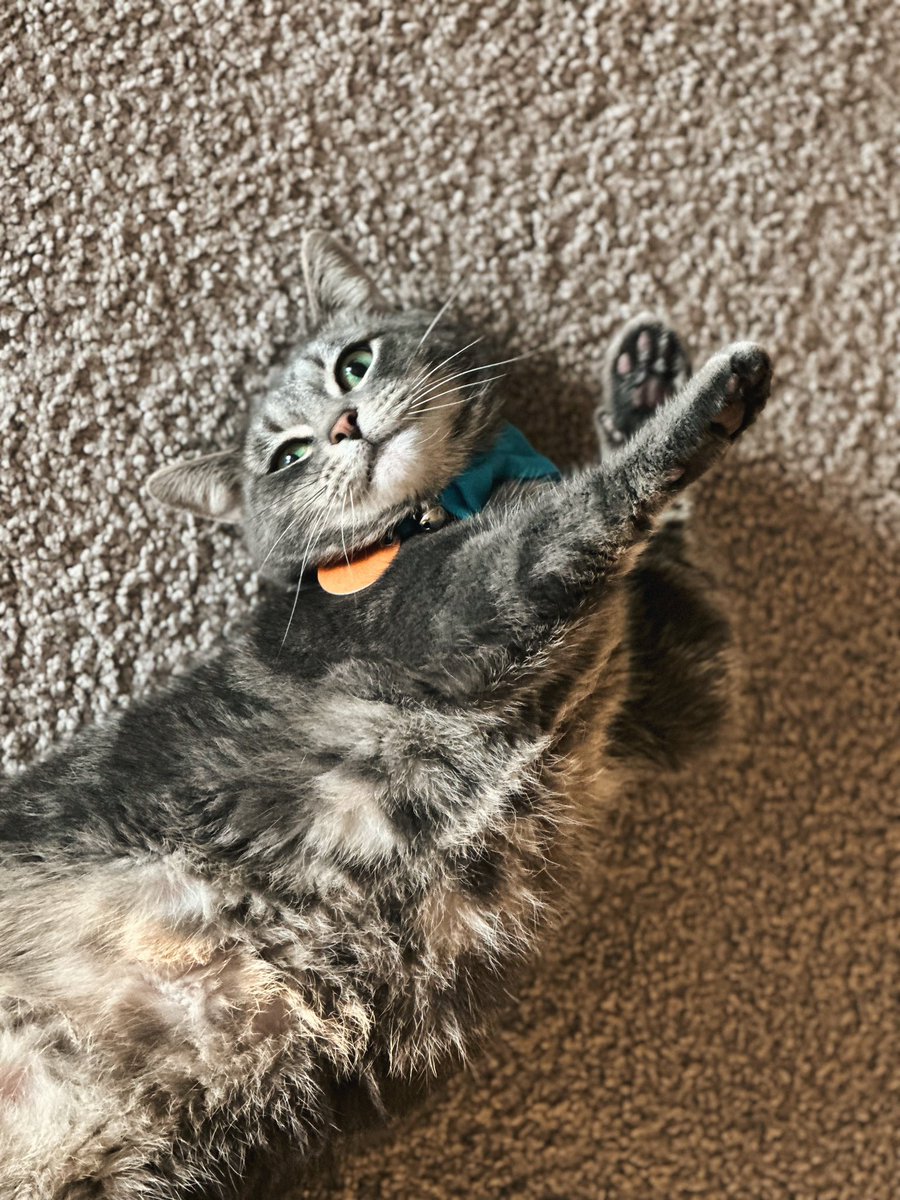 From this tiny little boopers to a 4 year old loafers.
I love you, Link. Thanks for saving me.
Happy birthday little man! 💚🐾