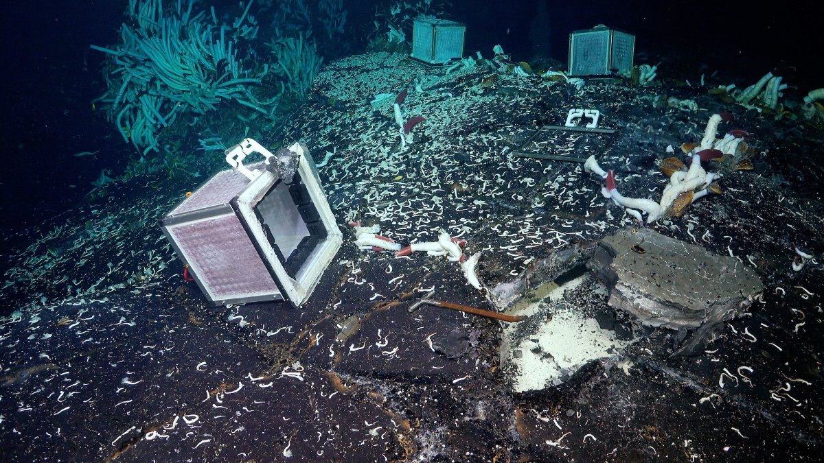 SchmidtOcean's tweet photo. “Our understanding of animal life at deep-sea hydrothermal vents has greatly expanded with this discovery, ” Principal Investigator @bright_monika of the #VentUnderworld expedition.
More info: https://t.co/XbVqXONy1w https://t.co/NspO9lg0BN