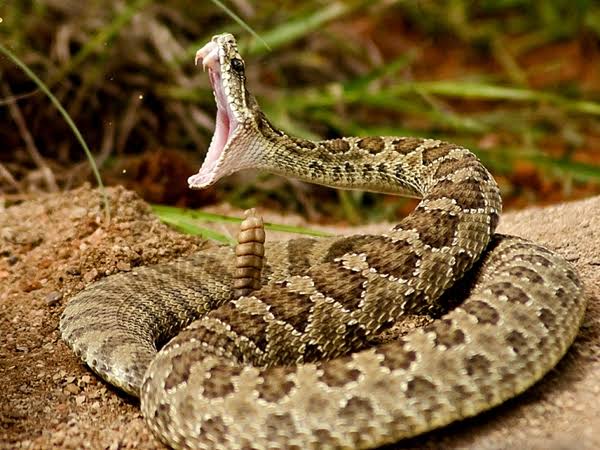 Ctrlmemes_'s tweet photo. Some different kinds of Snake

#HardikPandya #TilakVarma https://t.co/6agxrn1QKq