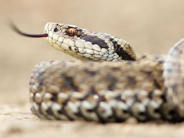 Ctrlmemes_'s tweet photo. Some different kinds of Snake

#HardikPandya #TilakVarma https://t.co/6agxrn1QKq