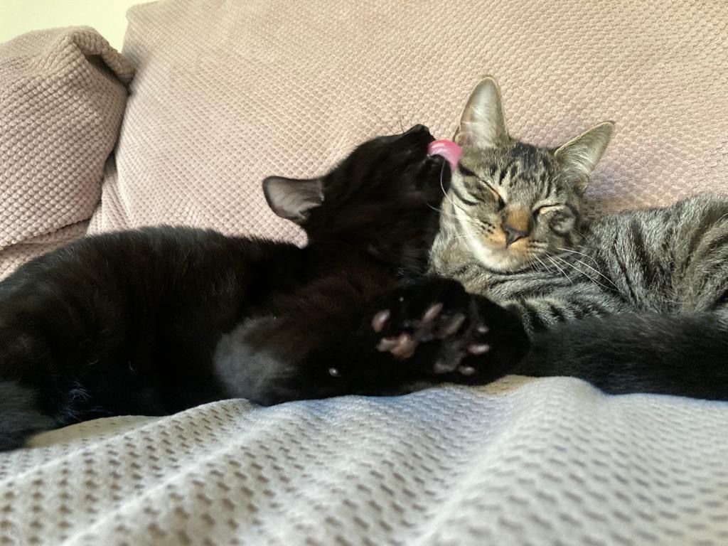 Like every day isn't #InternationalCatDay