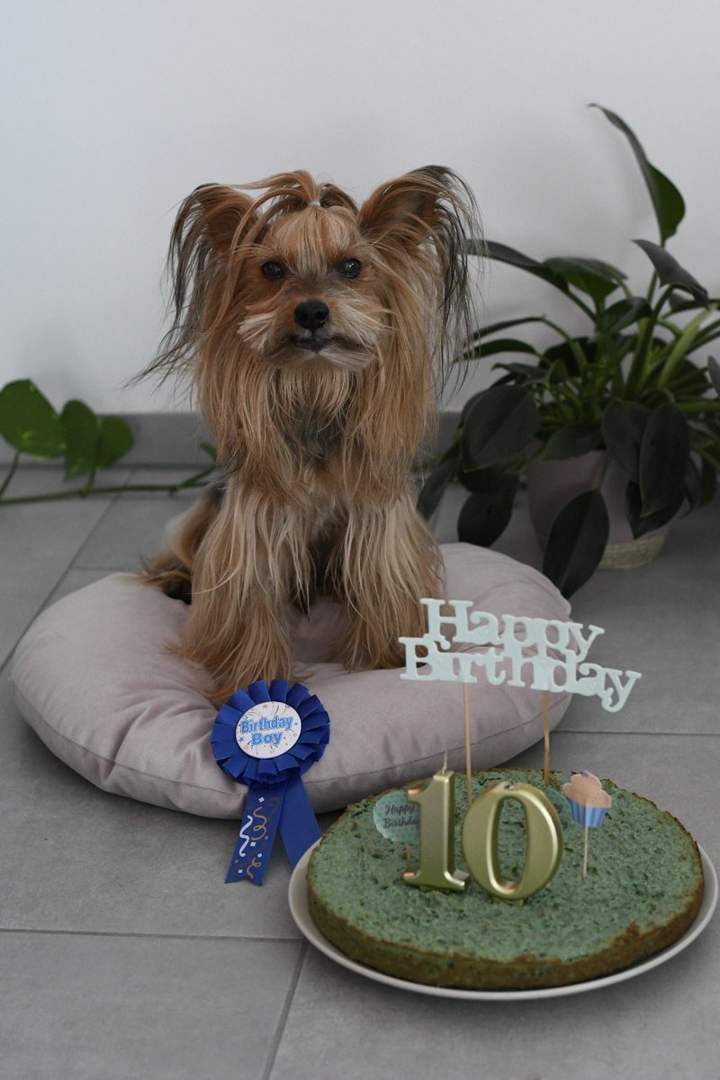 My main man is turning 10 today! 🎉❤️