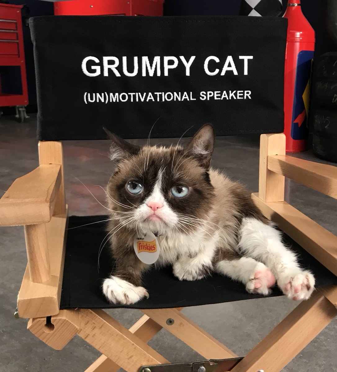 Grumpy Cat tweet media