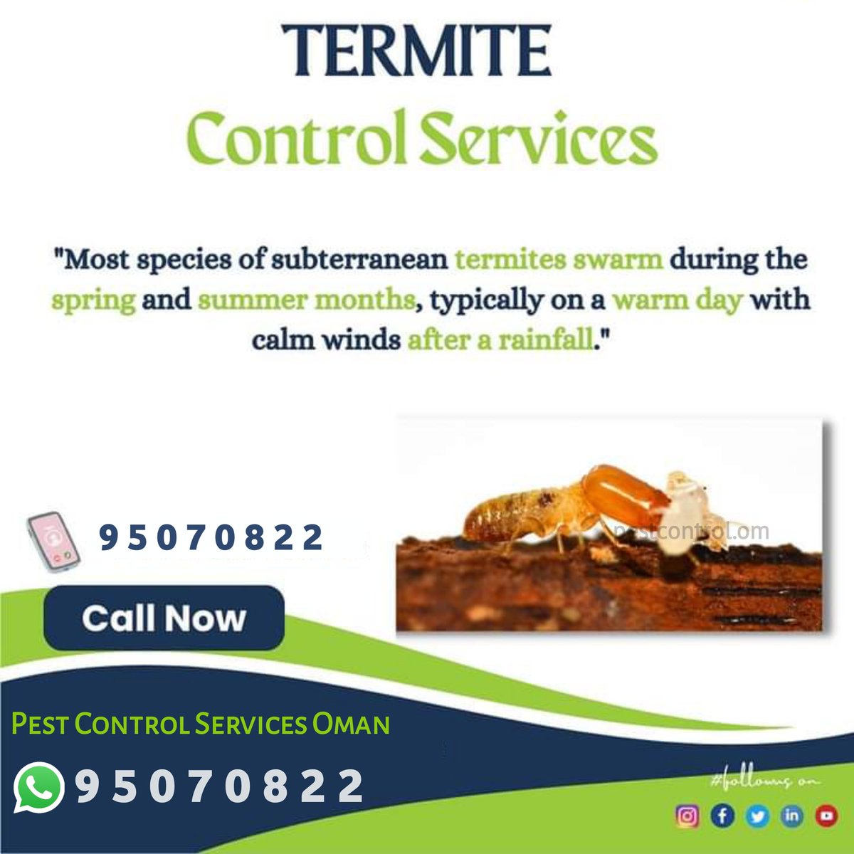 MuscatPest's tweet image. Free inspection call us 95070822
The most common termites found in Oman are subterranean termites which stay below your house in the soil building a termite colony. 
#termiteproblem #termitecontrolnearme #Termitecontrol #termitesolution #termites #rummah #AntiTermite