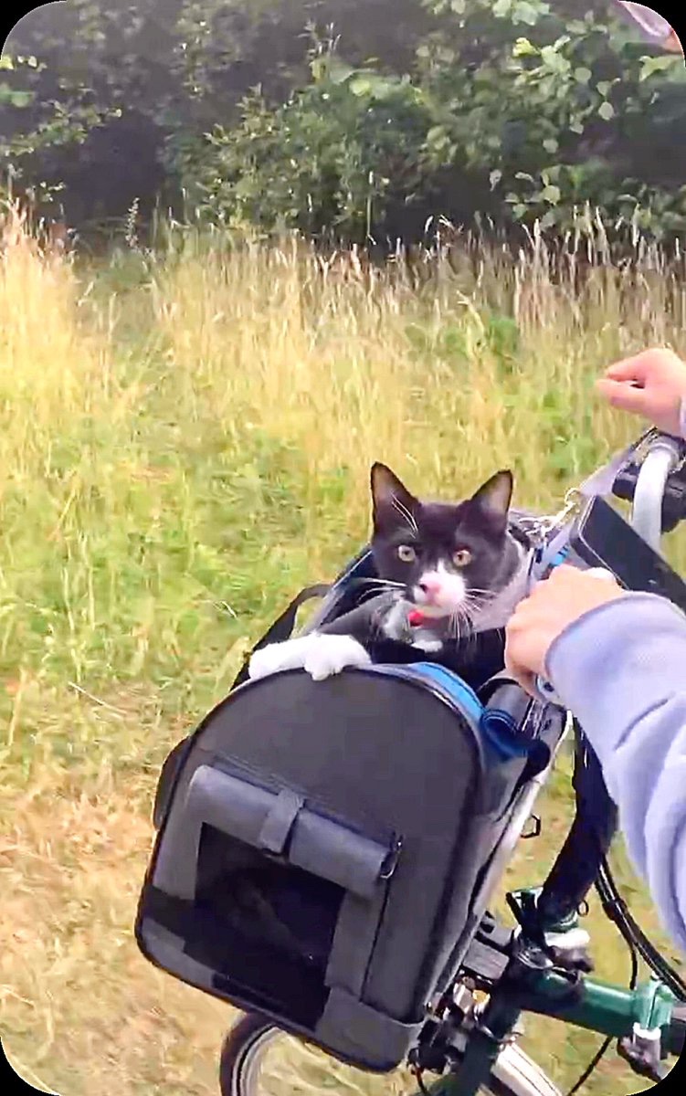 BromptonBicycle's tweet photo. Happy #InternationalCatDay 🤗😽 https://t.co/7ACtUmP018
