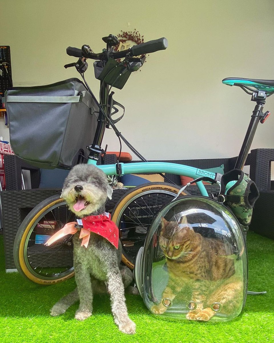BromptonBicycle's tweet photo. Happy #InternationalCatDay 🤗😽 https://t.co/7ACtUmP018