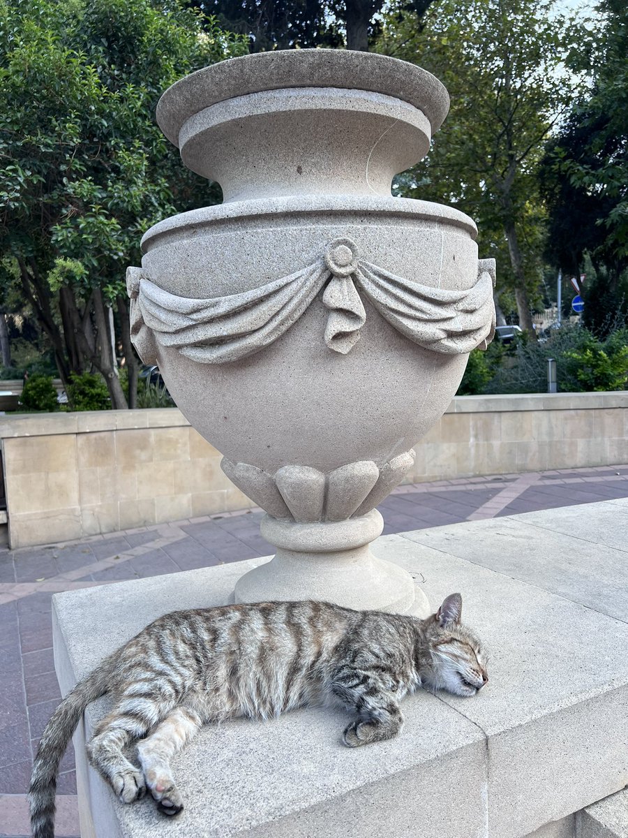 a_mukassh's tweet photo. If cats feel themselves safe and chill
It’s a good sign for me https://t.co/mMDrEyFo6e