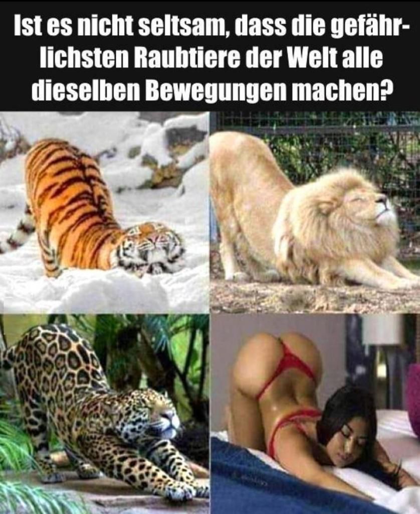 <a href="/Grinsek12239187/">Grinsekatze</a> 🤣🤣🤣🤣Oh ja - Katzen.
