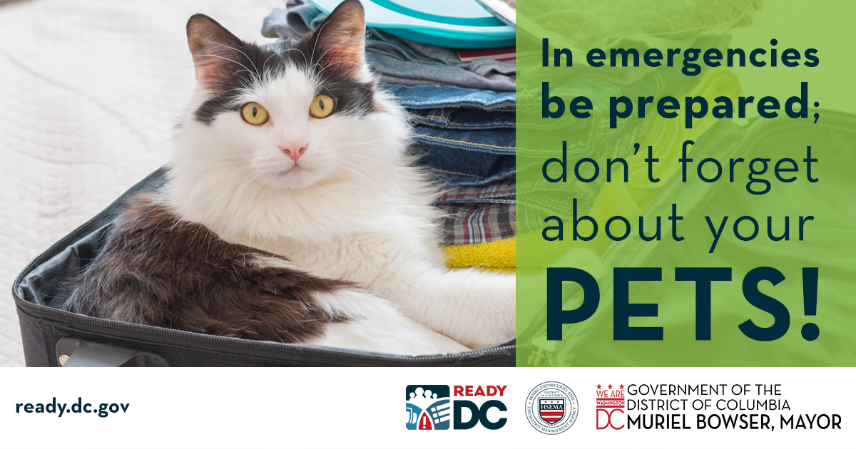 It's International Cat Day! 🐱 Make an emergency plan for your pet:

🎒 Build a disaster kit
🤝 Ask a neighbor to take care of your pet if you're not home during a disaster
🏠 Pet sheltering: 📲 DC Health’s Animal Services Program: 202-535-2323

More tips: ready.dc.gov/pets