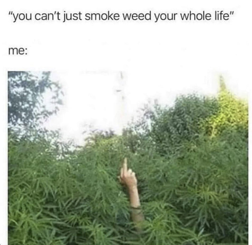 high and laughable memes (@weedmem3s) on Twitter photo 
