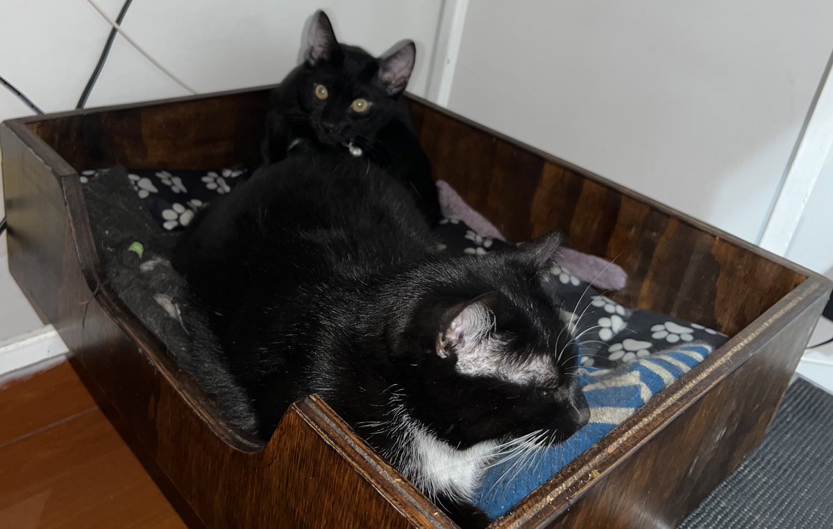 Dia del gato: Mogwai, Charlie Brown, Akuma y Dominga. 🥰