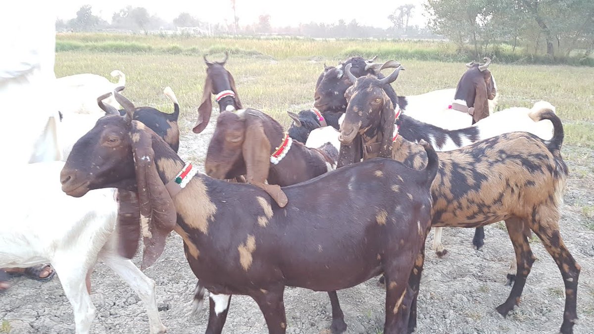 Dairy & Cattle Farmers Association (DCFA) Pakistan tweet media