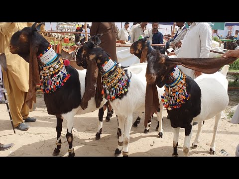 Dairy & Cattle Farmers Association (DCFA) Pakistan tweet media