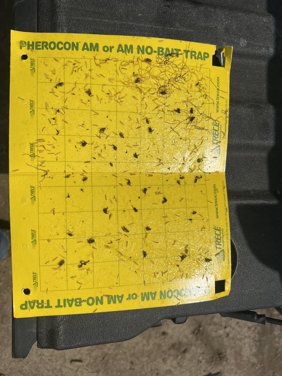 Rootworm trap time. Now is the time to check for pressure for 2024.  Rootworm populations are significantly higher this year #RootwormWatch. #sweepstakes