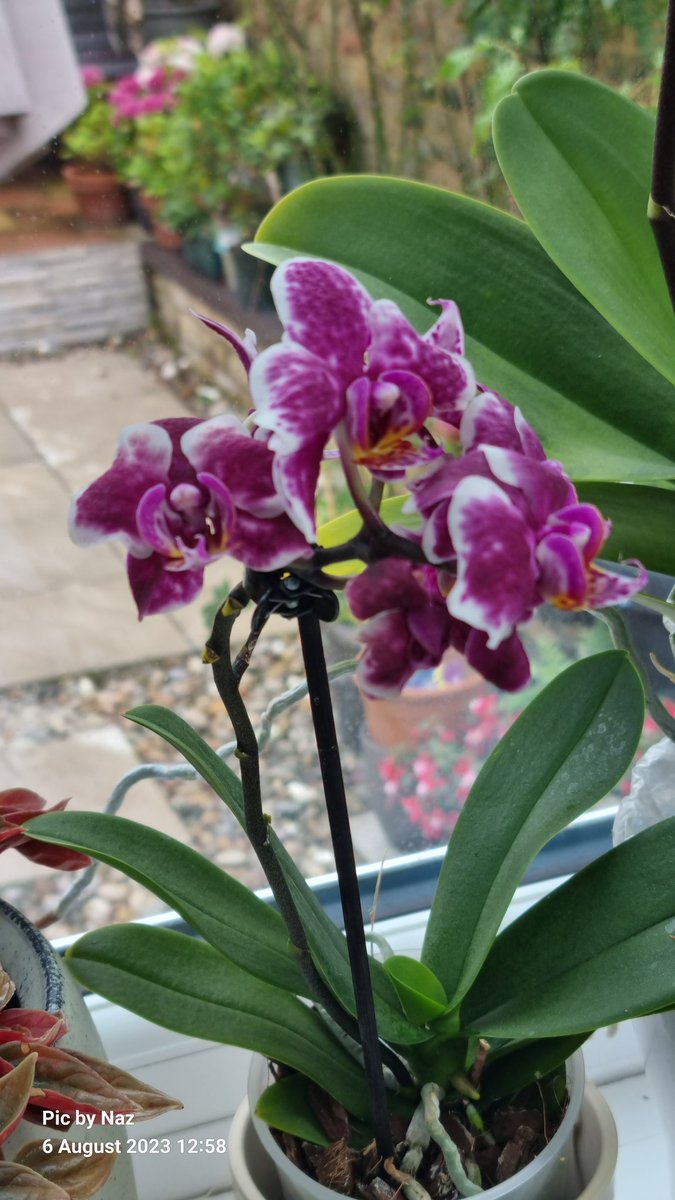 #orchid