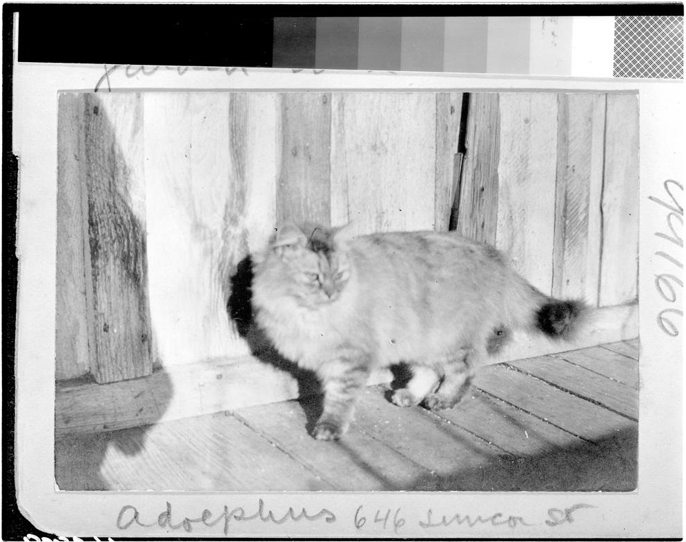 Friends of the BC Archives (@fbcarchives) on Twitter photo We couldn't let #InternationalCatDay pass by without sharing some of our favourite kitty cats from the <a href="/BCArchives/">BC Archives</a> collection🐈⬛
Some of you might recognize a fluffy Adolphus - one of the many adored pets of Emily Carr We couldn't let #InternationalCatDay pass by without sharing some of our favourite kitty cats from the <a href="/BCArchives/">BC Archives</a> collection🐈⬛
Some of you might recognize a fluffy Adolphus - one of the many adored pets of Emily Carr