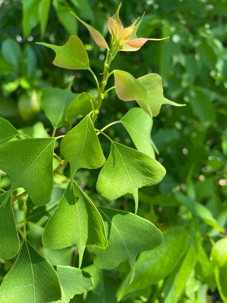 Daniel Park (@_danspark_) on Twitter photo Hi #ESA2023 We are looking for a #postdoc to join the lab! Interested in the ecological processes that shape #biodiversity through #Space🌎and #Time⏳? Do you like #plants🌻?<a href="/PurdueEEB/">Purdue Ecology & Evolutionary Biology</a> <a href="/PurdueCPB/">Purdue Center for Plant Biology</a> <a href="/PurdueBiolSci/">Purdue Biological Sciences</a> #ESA2023 #postdocjobs
read more: shorturl.at/loyL8 Hi #ESA2023 We are looking for a #postdoc to join the lab! Interested in the ecological processes that shape #biodiversity through #Space🌎and #Time⏳? Do you like #plants🌻?<a href="/PurdueEEB/">Purdue Ecology & Evolutionary Biology</a> <a href="/PurdueCPB/">Purdue Center for Plant Biology</a> <a href="/PurdueBiolSci/">Purdue Biological Sciences</a> #ESA2023 #postdocjobs
read more: shorturl.at/loyL8