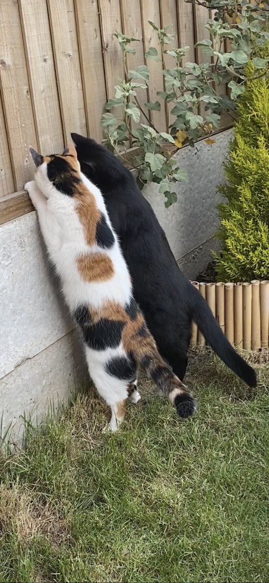 helen_s___'s tweet photo. @Battersea_ My little beauts 🥰🥰 https://t.co/6C3Z0dp3PS