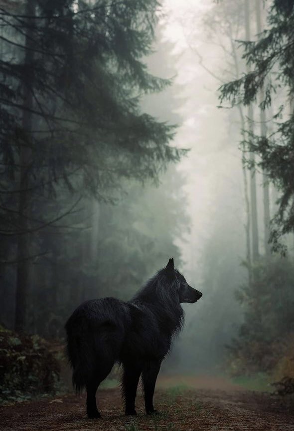 Prince Apollo ♔

Origin: Night Kingdom
Current: DiLaurentis Pack

Prince
Submissive
Delicate Flower
Shifter - Wolf
Roleplay • Parody 
18+ Mature Content