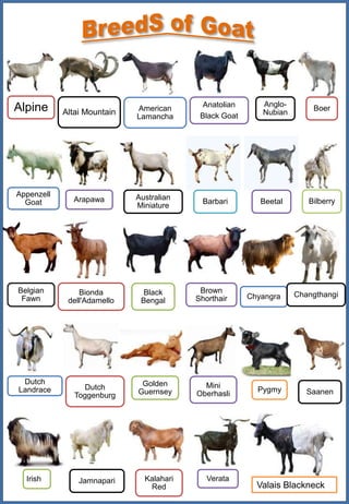 Dairy & Cattle Farmers Association (DCFA) Pakistan tweet media