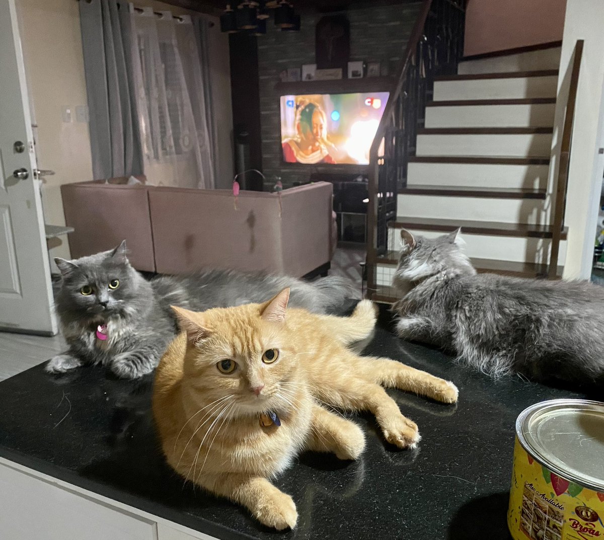 Andzee01's tweet photo. @ShouldHaveCat My babies 😸 https://t.co/A9KXTsVK16