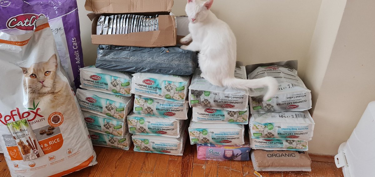 Delivery came today Thank you to everyone who helped. Cans are in low supply right now so i had to get packets too, they owe me 2 cases cans.

Do you see the treats in this pic? Even after calling it took me forever to find them🙄
Our beautiful model is Angel
Thank you everyone