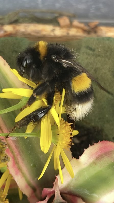 Heute möchte ich euch von Isi erzählen. 
Isi war eine kleine Hummel, die über 9 Wochen lang bei uns zuhause gelebt hat und uns jeden Tag begleitet hat.

Heute Nacht ist Isi gestorben.
Das ist ihre Geschichte: