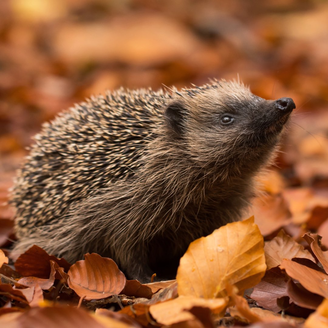 Pumpkin’s Wildlife Hospital tweet media