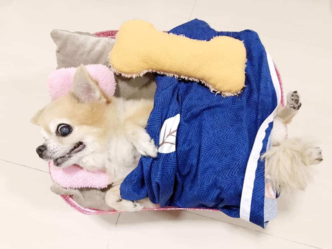 PunnieVIIIXVIII's tweet photo. (^. ̫ .^♡)੭🐾Nene, 1 year has passed since u're gone 2 heaven ... 🥺💔 
I'm not 4got ur memorial day [ 6 Aug' 2022 ] &amp; u're always still on my mind 4ever. Miss u &amp; Luv u so much !!❣️
#Nene #Chihuahua #MemorialDay #RIP #6Aug22 #1Year #4EverLove #GdLuck https://t.co/63VUzFMpxY