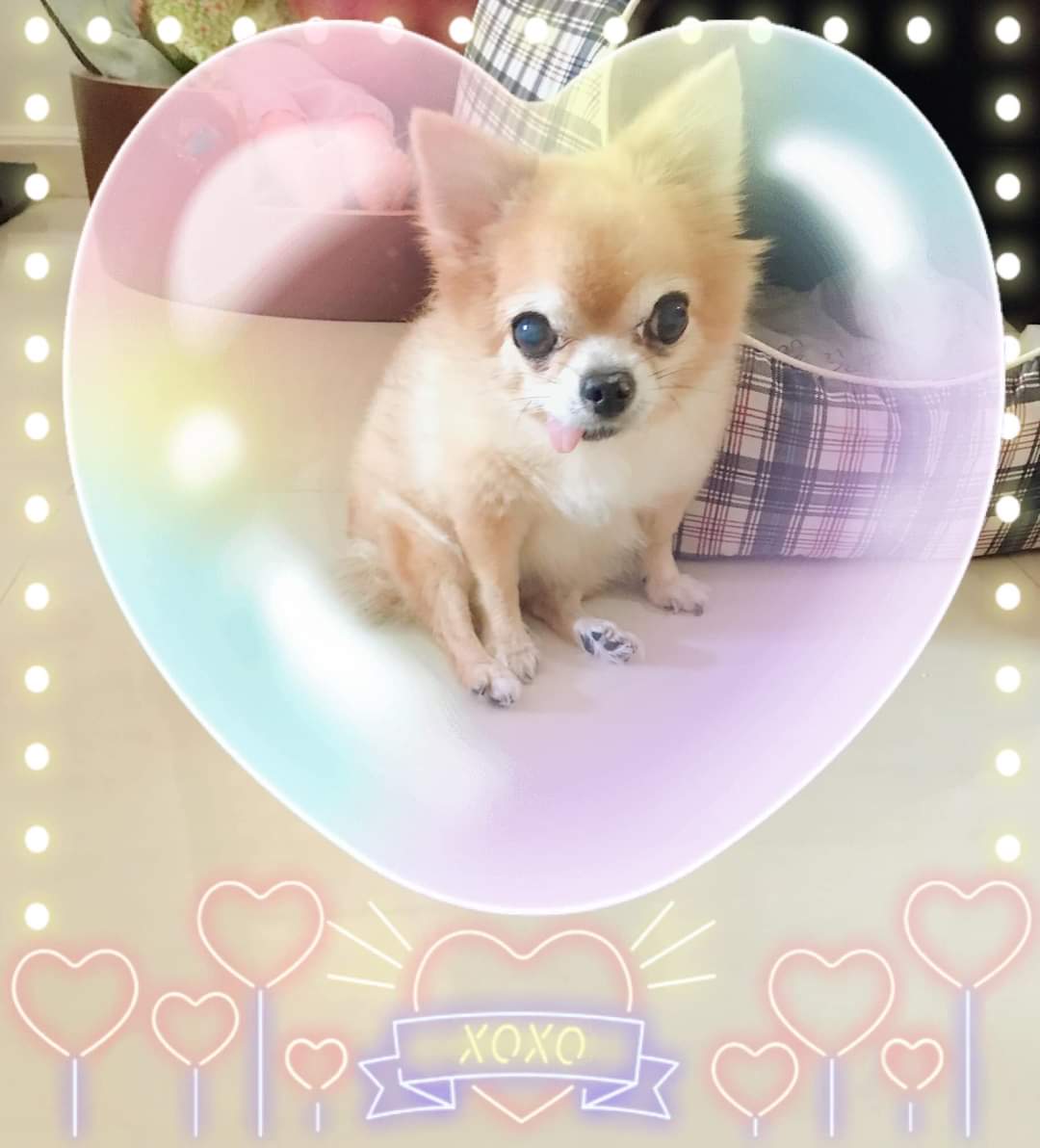 PunnieVIIIXVIII's tweet photo. (^. ̫ .^♡)੭🐾Nene, 1 year has passed since u're gone 2 heaven ... 🥺💔 
I'm not 4got ur memorial day [ 6 Aug' 2022 ] &amp; u're always still on my mind 4ever. Miss u &amp; Luv u so much !!❣️
#Nene #Chihuahua #MemorialDay #RIP #6Aug22 #1Year #4EverLove #GdLuck https://t.co/63VUzFMpxY