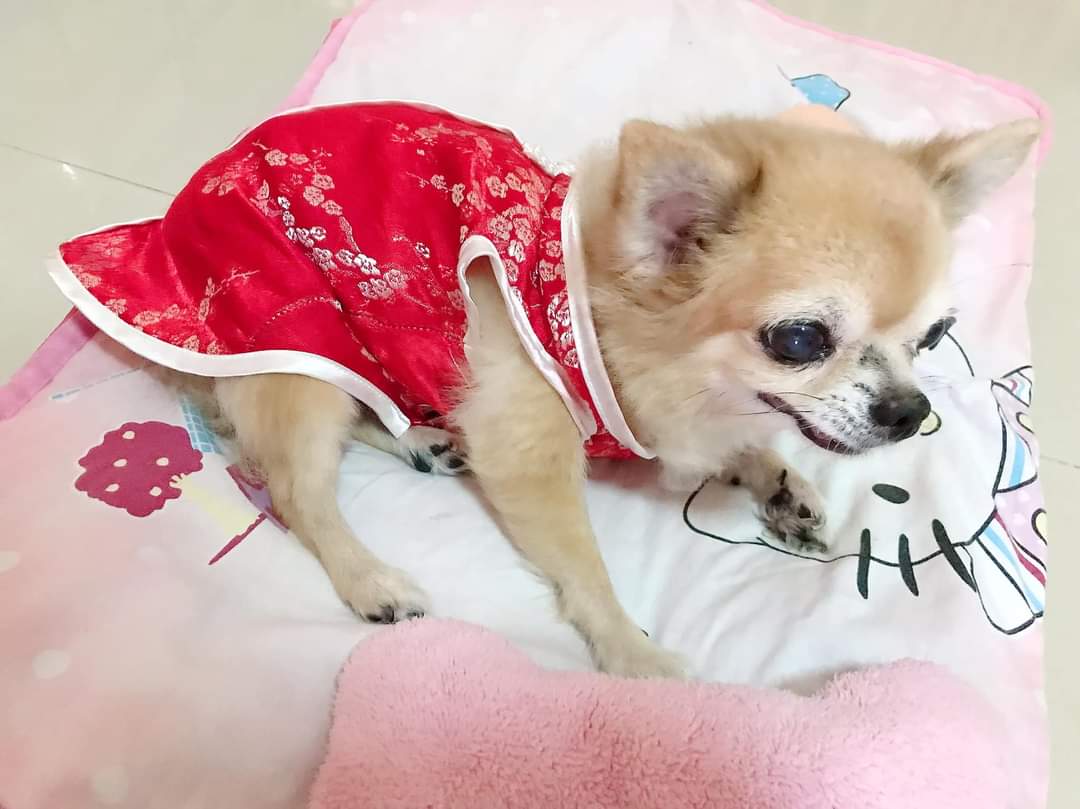 PunnieVIIIXVIII's tweet photo. (^. ̫ .^♡)੭🐾Nene, 1 year has passed since u're gone 2 heaven ... 🥺💔 
I'm not 4got ur memorial day [ 6 Aug' 2022 ] &amp; u're always still on my mind 4ever. Miss u &amp; Luv u so much !!❣️
#Nene #Chihuahua #MemorialDay #RIP #6Aug22 #1Year #4EverLove #GdLuck https://t.co/63VUzFMpxY