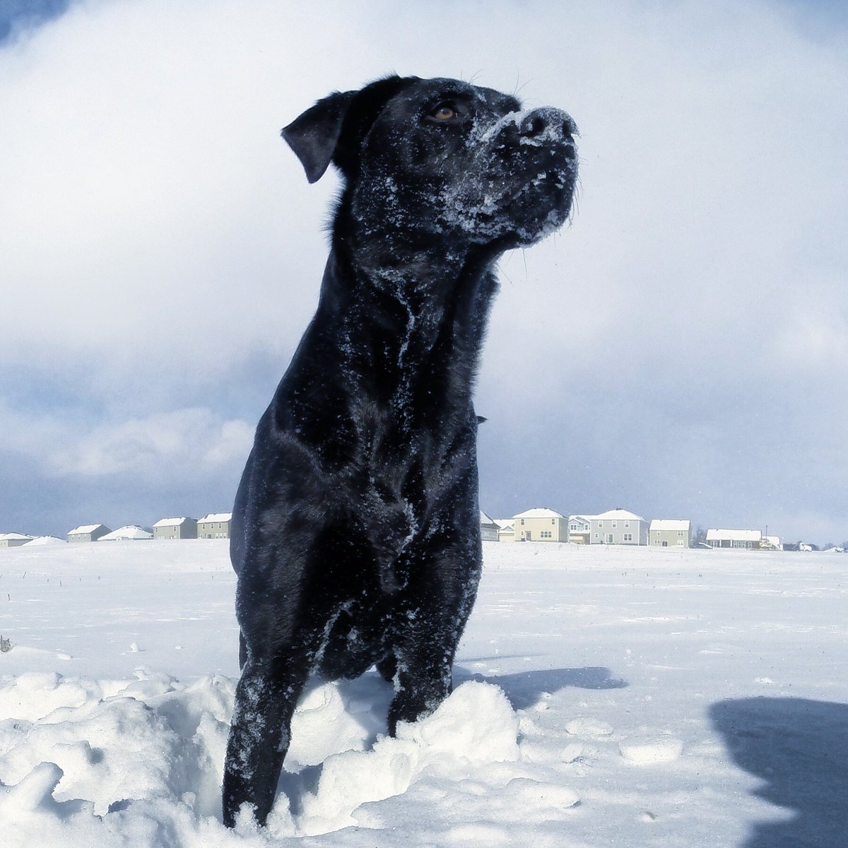 wxornotBG's tweet photo. It’s with great sadness we share the loss of the OG member of the @wxornotBG pack, Piper.

She was nothing but a joy, and kept a lonely, young man in his early twenties sane in the early days of launching a weather blog in his parent’s basement.

As we say goodbye to our loyal, 12 year old friend, we take solace in knowing that Piper's spirit will live on in our hearts forever. She has left an indelible mark on our lives, and the memories we shared together will be cherished for a lifetime.

Dear Piper, you have given us more than we could ever express in words. Thank you for gracing our lives with your unconditional love, for being our confidante, and for teaching us the true essence of companionship. You will forever be our beloved black lab, and the first official member of our pack. The love we share with you will never fade.

Rest peacefully, dear Piper. We love you always. 🐾 🌈